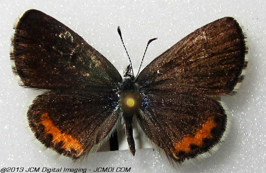 Unidentified Blue (Possibly Bernardino Blue)